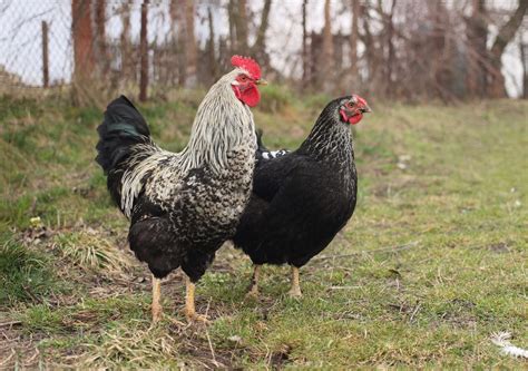  Practical Poultry Farming – Unleashing Feathered Fortunes and Cracking the Code of Sustainable Sustenance!