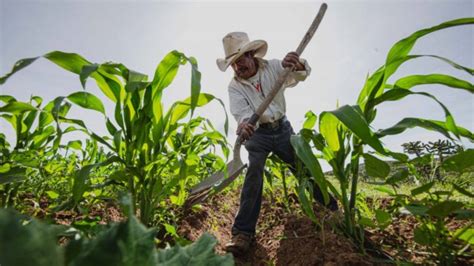 Quehaceres De La Agricultura Mexicana: A Vibrant Tapestry of Tradition and Modernity